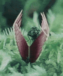 Carnivorous Plant Death Trap GIF