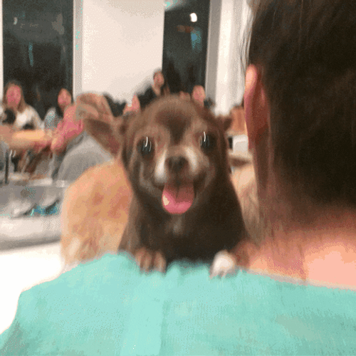 Carried Chihuahua Tongue Out GIF