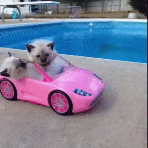 Cat On Cars GIF