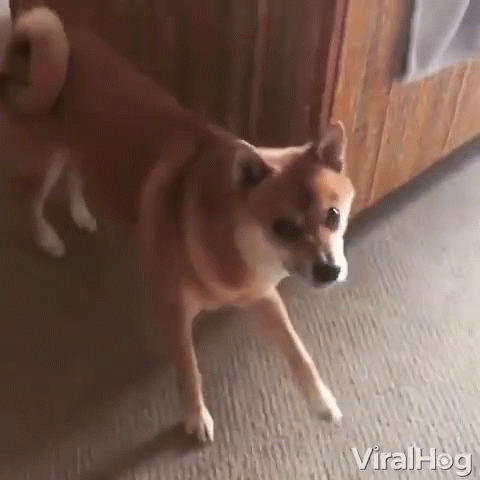 Cartoon Bear With Pink Hearts Says Can't Wait!!! GIF