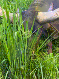 Cartoon Bull With Tongue Out