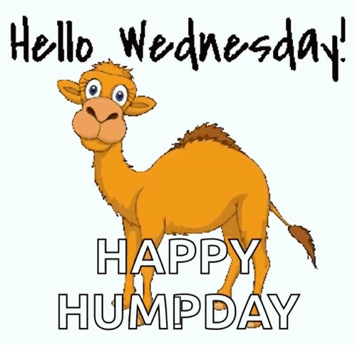 Cartoon Camel Hello Wednesday Happy Humpday