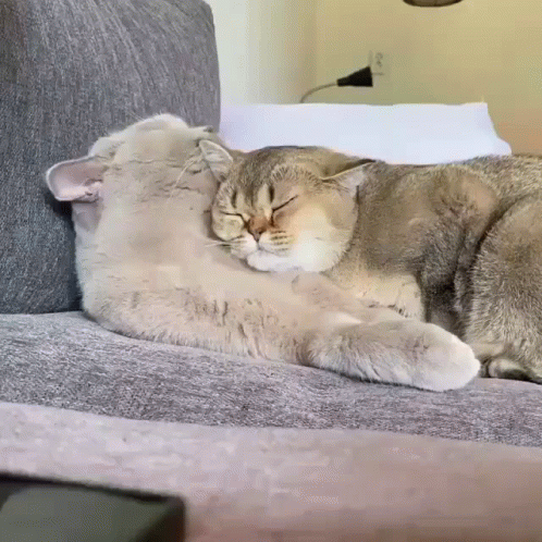 Cartoon Cat Saying My Babies I Love You Holding Heart GIF