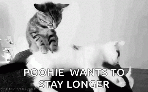 Cartoon Cat With Heart And I Love You GIF