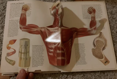 Cartoon Character In Flex Shirt Crying GIF