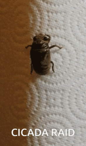Cartoon Cicada Crawling On Tree GIF