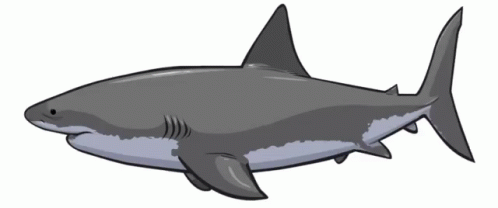 Cartoon Great White Shark GIF