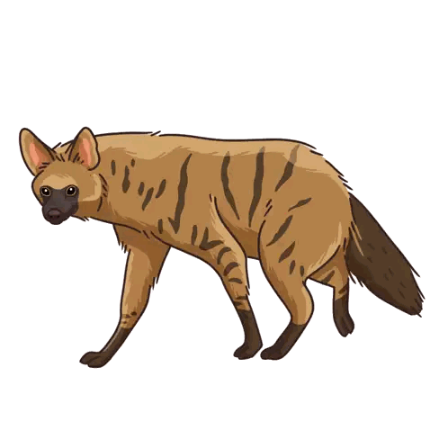 Cartoon Hyena with Black Nose