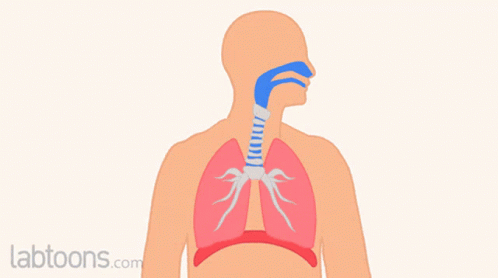 Cartoon Lungs with labtoons.com