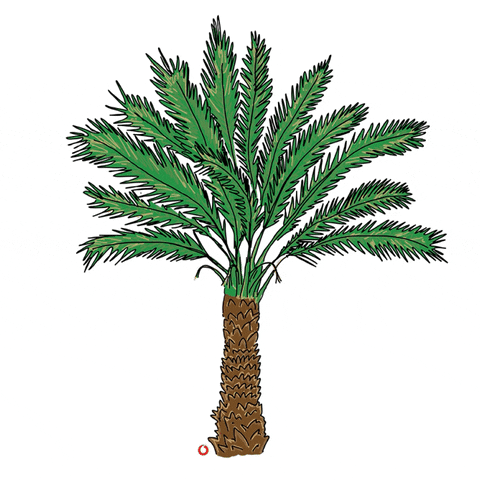 Cartoon Palm Tree Bearing Fruits GIF