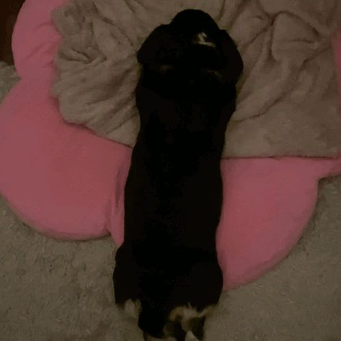 Cartoon Panda Sleeping Under Blanket