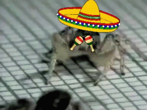 Cartoon Spider Wearing Sombrero And Maracas GIF