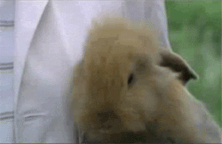 Cashmere Lop Rabbit Smiling GIF