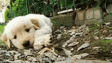Casper Puppy Cute Dogs GIF