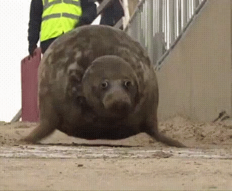 Caspian Seal Flop GIF