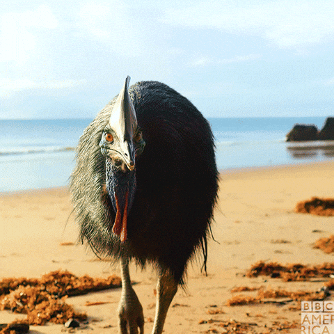 Cassowary Looks Intrigued GIF