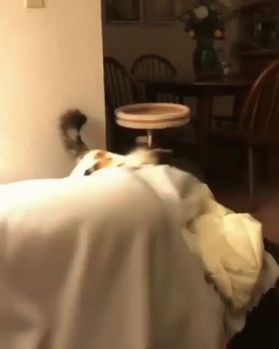 Cat Aggressively Bites Pillow GIF