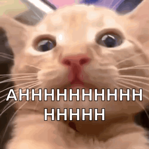 Cat Ahhhh