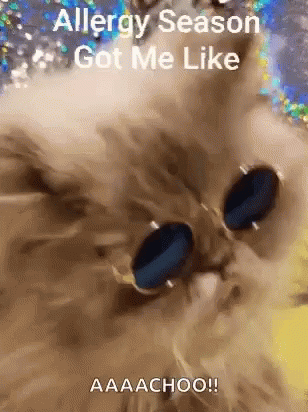 Cat Allergies Allergy Season Got Me Like GIF