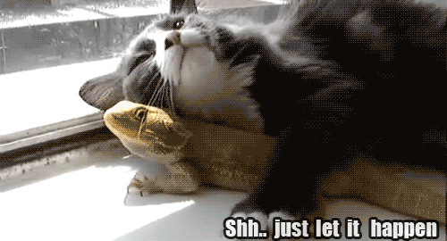 Cat And Bearded Dragon Cuddles GIF