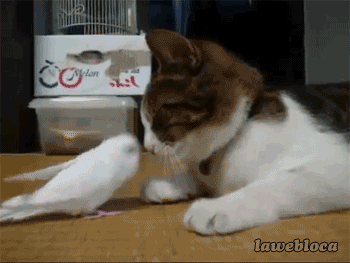 Cat And Bird Playful Smooch GIF