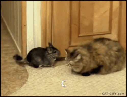 Cat and Chinchilla Standing Together Letter C