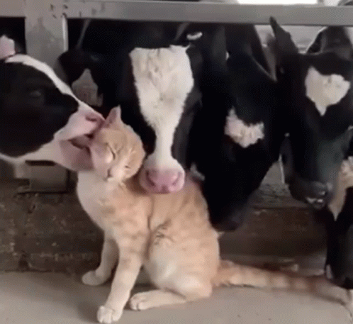 Cat and Cow