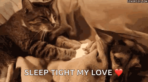 Cat and Dog Laying on Bed Holding Paw