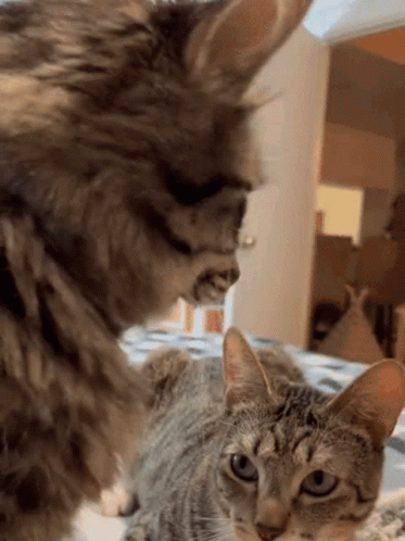 Cat and Dog Looking at Each Other on Bed