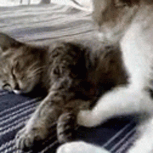 Cat And Dog Lying On Blue Blanket GIF