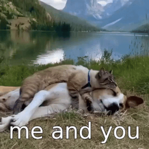 Cat And Dog Me And You Snuggles GIF