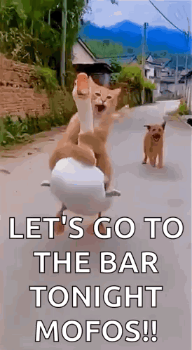 Cat And Dog Riding Duck GIF