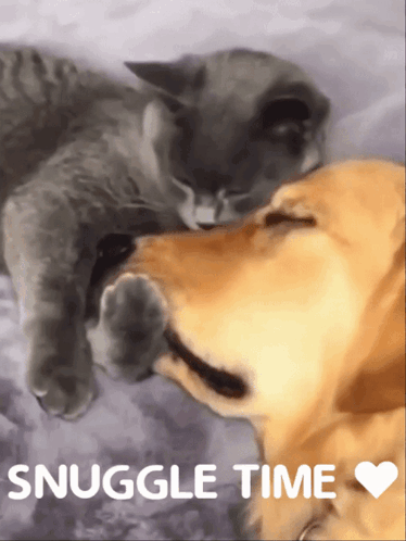Cat And Dog Snuggles Time GIF