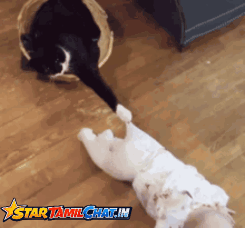 Cat and Dog with Star Tamilchat.in
