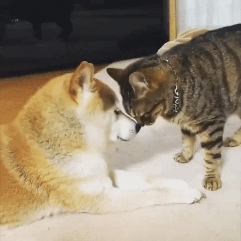 Cat And Doge Sweet Moment GIF