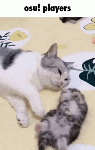 Cat and Kitten Laying on Bed Osu Players