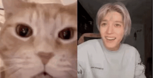 Cat and Person Close Up Faces