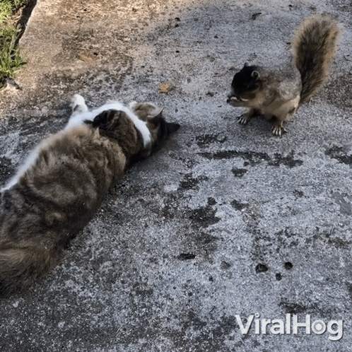 Cat and Squirrel Lying, Squirrel Looking