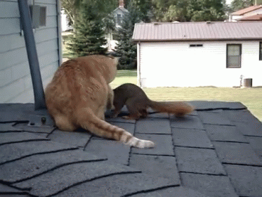 Cat and Squirrel on Roof