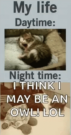 Cat and Stuffed Animal My Life Daytime Nighttime