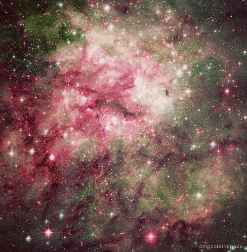 Cat And Taco In Space Dirty Taco Tuesday GIF