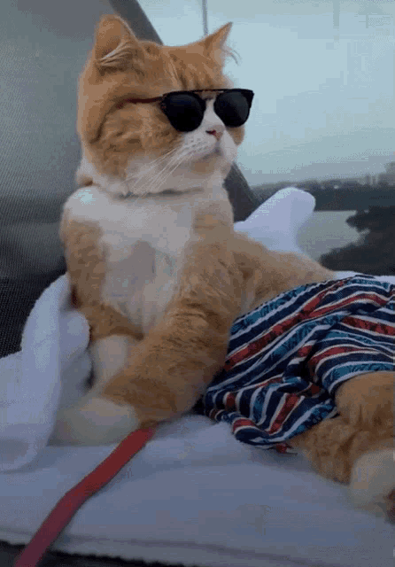 Cat Animal Fashion GIF
