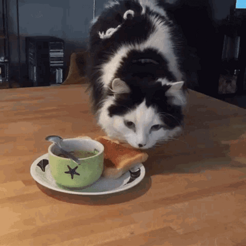 Cat Animal Stealing Food GIF.