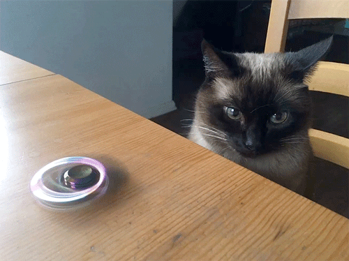 Cat Annoyed In Fidget Spinner GIF