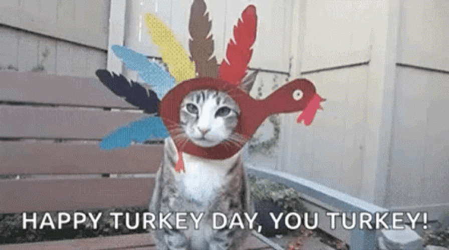 Cat As A Turkey Happy Turkey Day GIF
