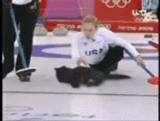 Cat As Curling Stone GIF