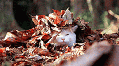 Cat Ascend On Falling Leaves GIF