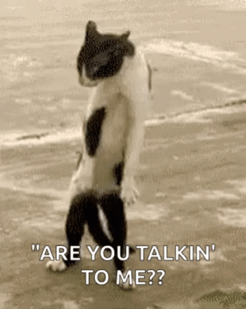 Cat Asking Are You Talking To Me GIF