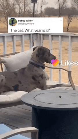 Cat Asking What Year Is It GIF