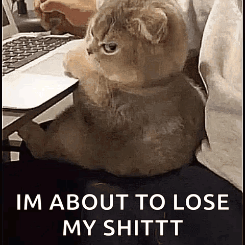 Cat at Laptop Saying I'm About to Lose My Shittt